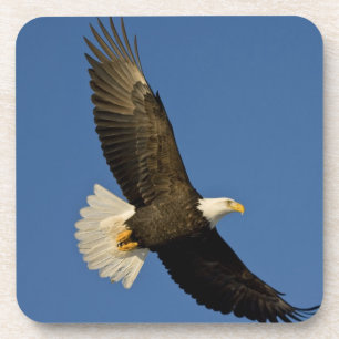 Posavasos Águila calva, Haliaeetus leucocephalus, Homer,