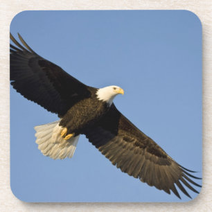 Posavasos Águila calva, Haliaeetus leucocephalus, Homer, 4