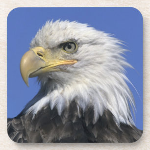 Posavasos Águila calva, (Haliaeetus leucocephalus), salvaje,