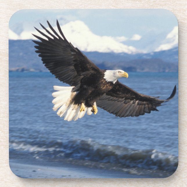 Posavasos águila calva, Haliaetus leuccocephalus, en vuelo (Frente)