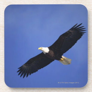 Posavasos Águila calva que se eleva, Alaska