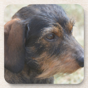 Posavasos Alambre lindo Dashchund cabelludo