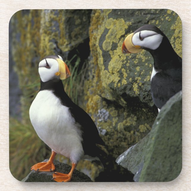 Posavasos Alaska, isla de San Pablo, los Pribilofs, cuernos (Frente)