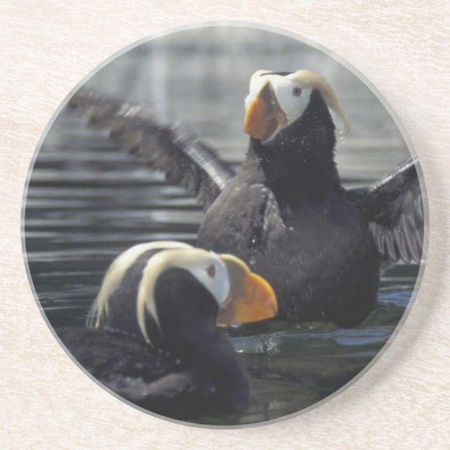 Posavasos Alaska Tufted puffins (Frente)
