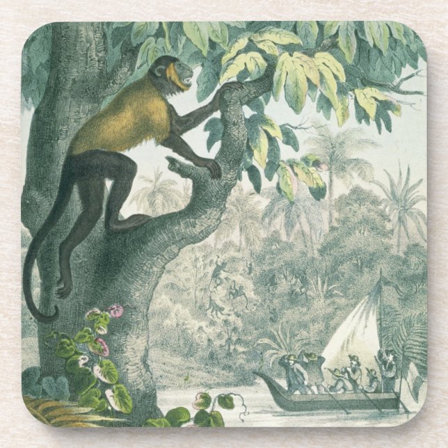 Posavasos Alcances superiores del Amazonas, del 'der del Das (Frente)