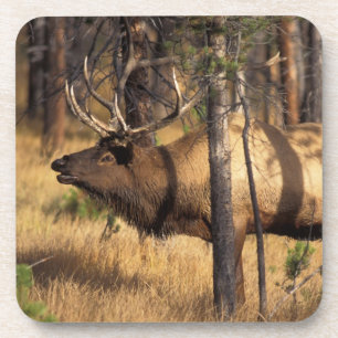 Posavasos alce, Cervus elaphus, toro toca la corneta en un á