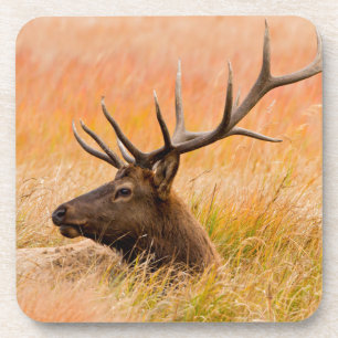 Posavasos Alce (Cervus Elephus) descansando en la hierba del