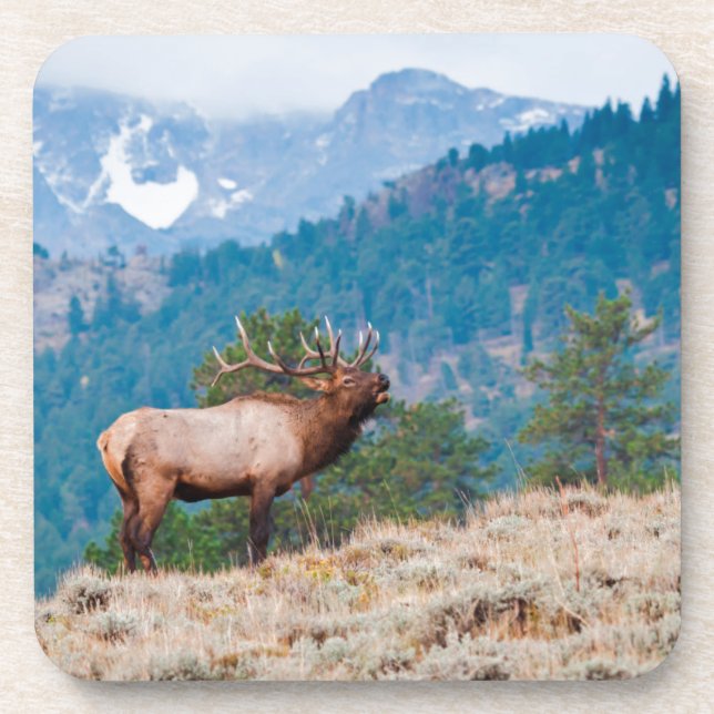 Posavasos Alce (Cervus Elephus) Toro Bugling (Frente)
