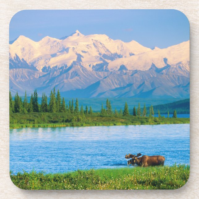 Posavasos Alce macho en Wonder Lake (Frente)