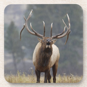 Posavasos Alce macho haciendo sonar el clarín, Yellowstone N