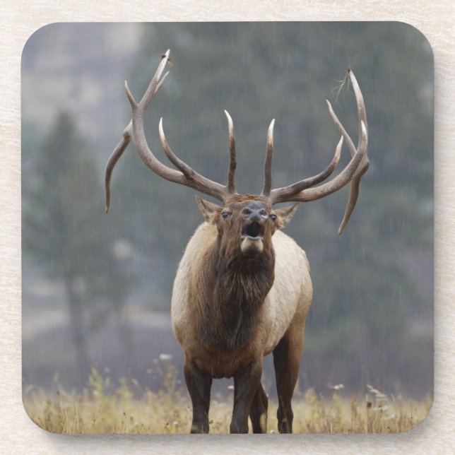 Posavasos Alce macho haciendo sonar el clarín, Yellowstone N (Frente)