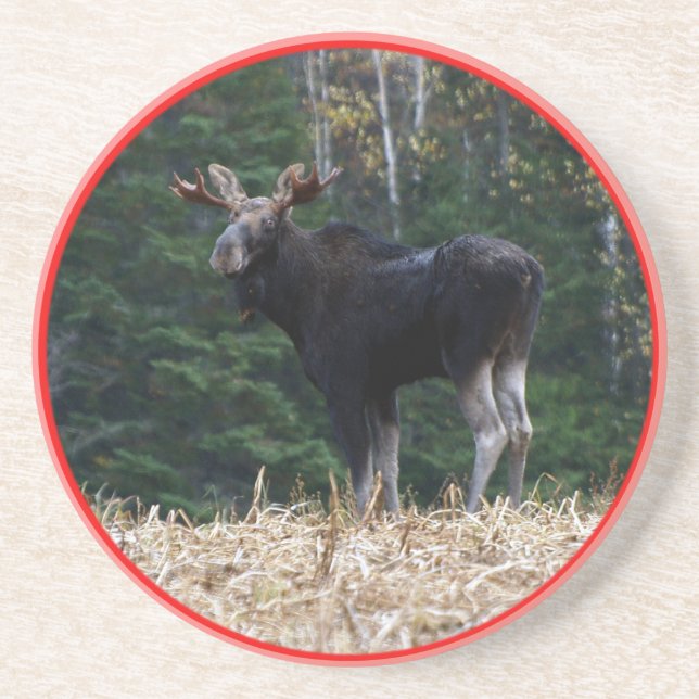 Posavasos Alces de un año de Maine Bull (Frente)