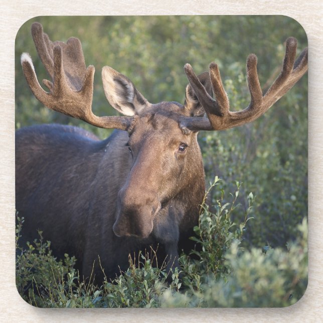 Posavasos Alces en sistema del práctico de costa del (Frente)