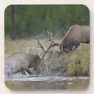 Posavasos Alces machos luchando, Parque Nacional Yellowstone