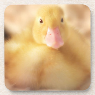 Posavasos Alegre bebé de Pascua de Pato Amarillo Duckland