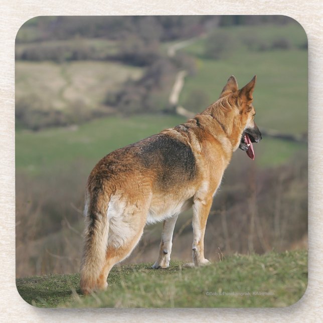 Posavasos Alemán Shephard que mira abajo de la colina (Frente)