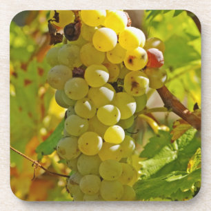 Posavasos Algunas Chasselas en la viña - plantadas hace much
