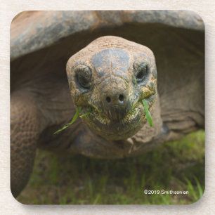 Posavasos Alimentación de la tortuga de Aldabra