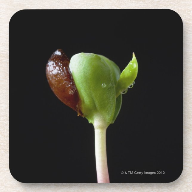 Posavasos Almácigos de Apple con la cáscara de la semilla (Frente)