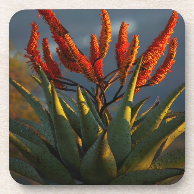 Posavasos Aloe de montaña (Aloe Marlothii Berger) (Frente)