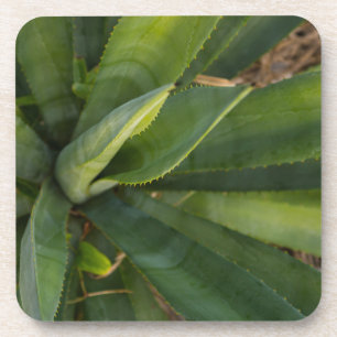 Posavasos Aloe Vera