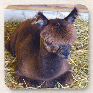 Posavasos Alpaca