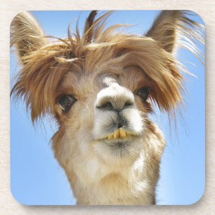Posavasos Alpaca con el pelo loco