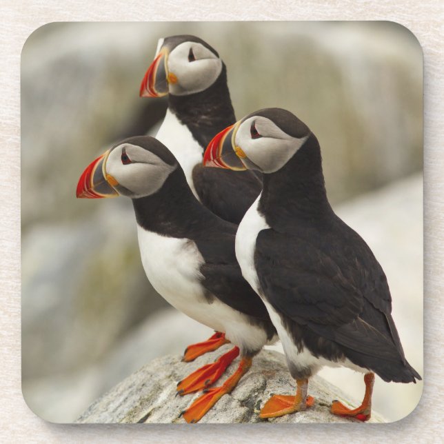 Posavasos Alumnos atlánticos en la isla de las maquias (Frente)