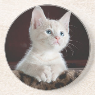 Posavasos Amantes de la montaña rusa gatos , para chicas / 