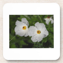 Amapolas Blancas Flor Botánica