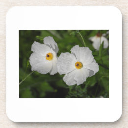 Posavasos Amapolas Blancas Flor Botánica