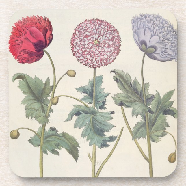 Posavasos Amapolas: rubicundis múltiplexes de los albumoris (Frente)
