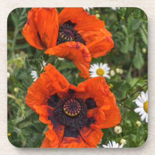 Posavasos Amapolas y prácticos de costa plásticos duros de