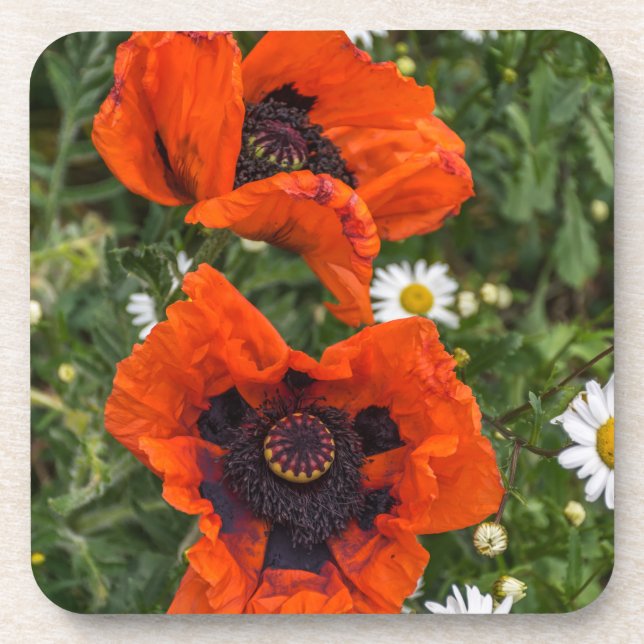 Posavasos Amapolas y prácticos de costa plásticos duros de (Frente)