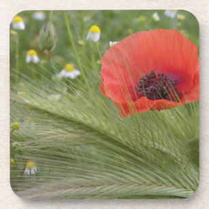 Posavasos Amarilla amapola, Toscana, Italia