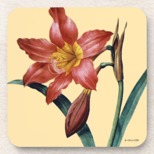 Posavasos Amaryllis