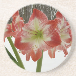 Posavasos Amaryllis en floral de invierno en la nieve roja f