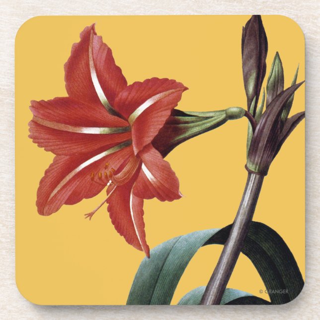 Posavasos Amaryllis rayado (Frente)
