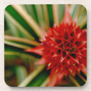 Posavasos América Central, Costa Rica, San Vito, Wilson