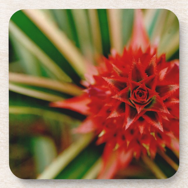 Posavasos América Central, Costa Rica, San Vito, Wilson (Frente)