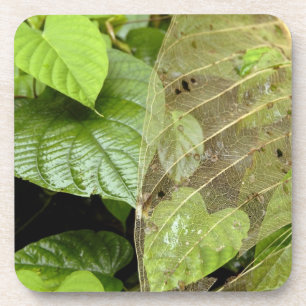 Posavasos América Central, Costa Rica, Sarapiqui, Braulio