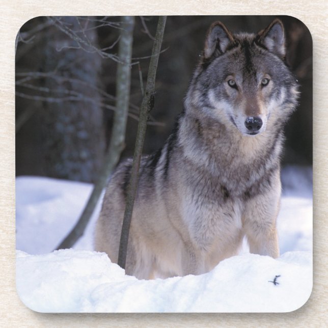 Posavasos América del Norte, Canadá, Canadá oriental, lobo g (Frente)