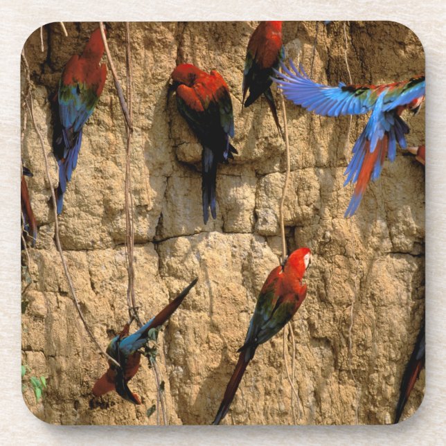 Posavasos América del Sur, Perú, Parque Nacional Manu, (Frente)