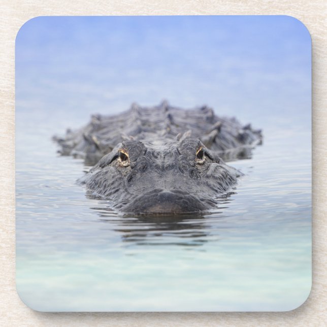 Posavasos American Alligator – Lake Apopka Wildlife Drive (Frente)