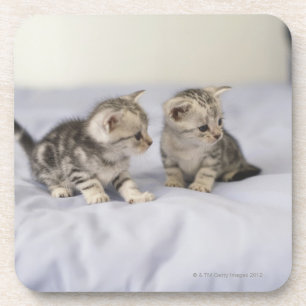 Posavasos Americano Shorthair 7