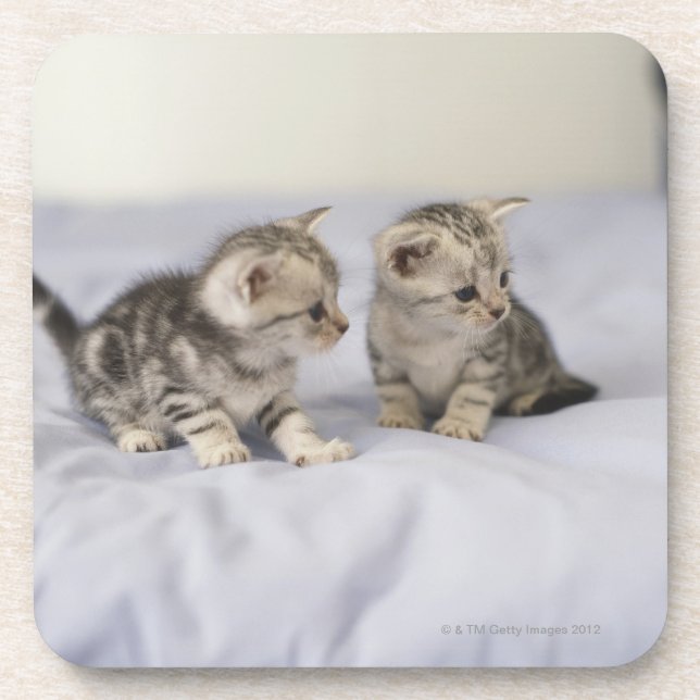 Posavasos Americano Shorthair 7 (Frente)