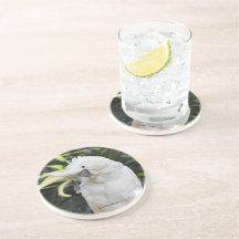 Amigable cococo loro de aves en Paparazzi