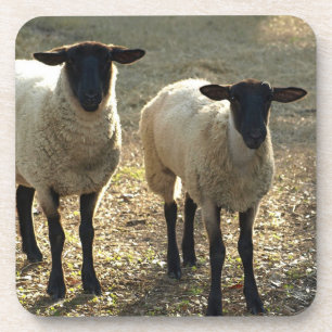Posavasos Amigable Suffolk Pasture Barnyard Tarde Sol