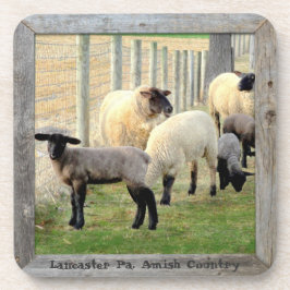 Posavasos ¡Amish Lambs y Ovejas! 6