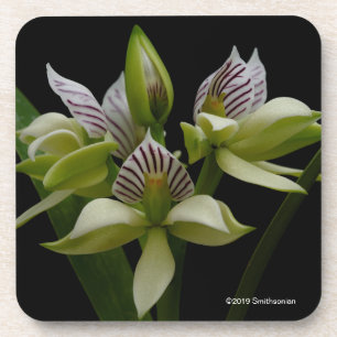 Posavasos Anacheilium Chacoense